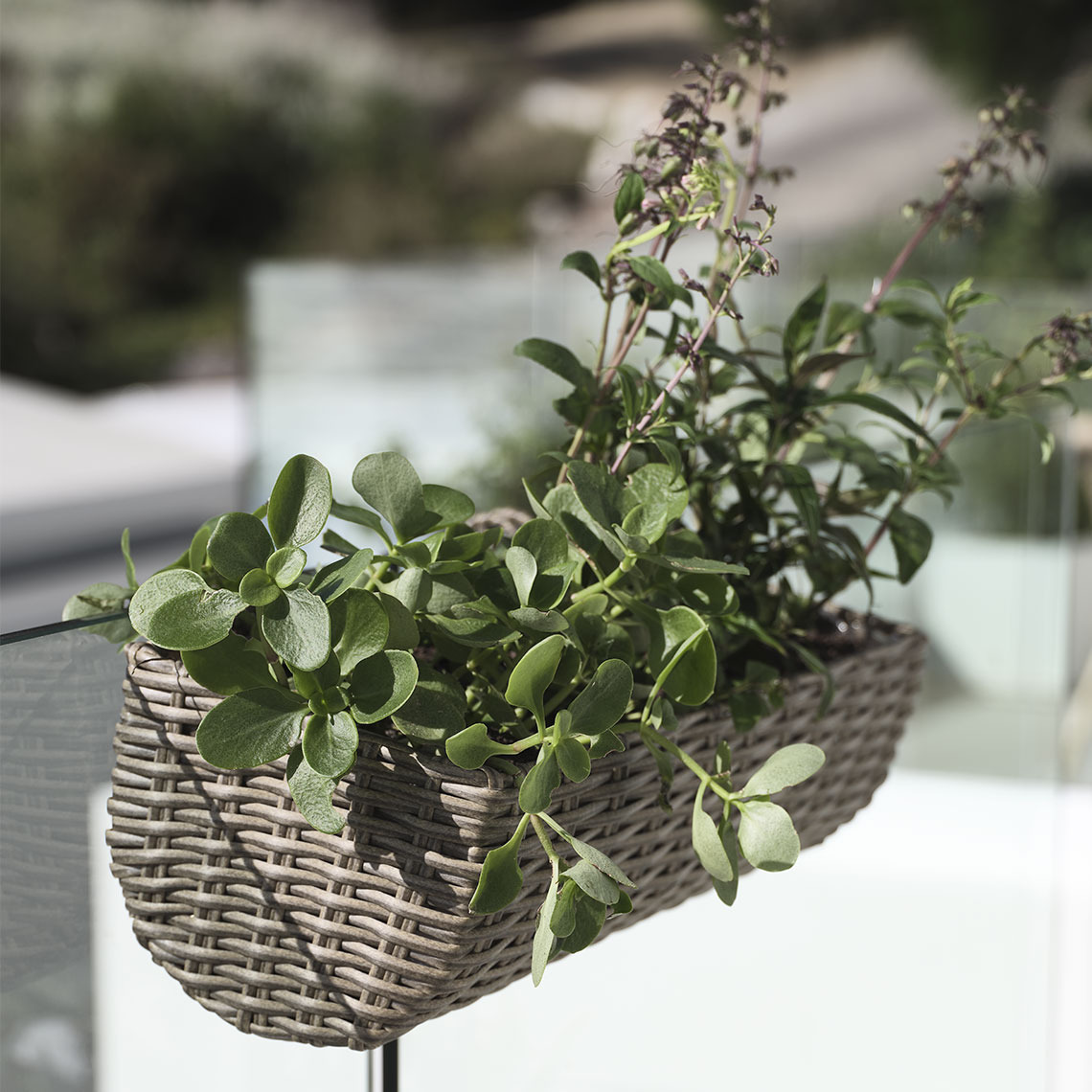 Balconnière STEINTROST Balconnière en polyrotin avec plantes suspendue à un blacon