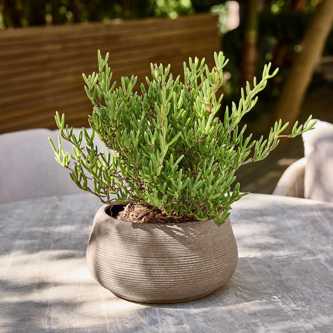 Garden plant pot with green plant on a round garden table 
